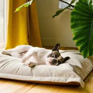 BEONEBREED Viral Cloud Orthopedic Memory Foam Dog Cat Pet Bed Medium washable